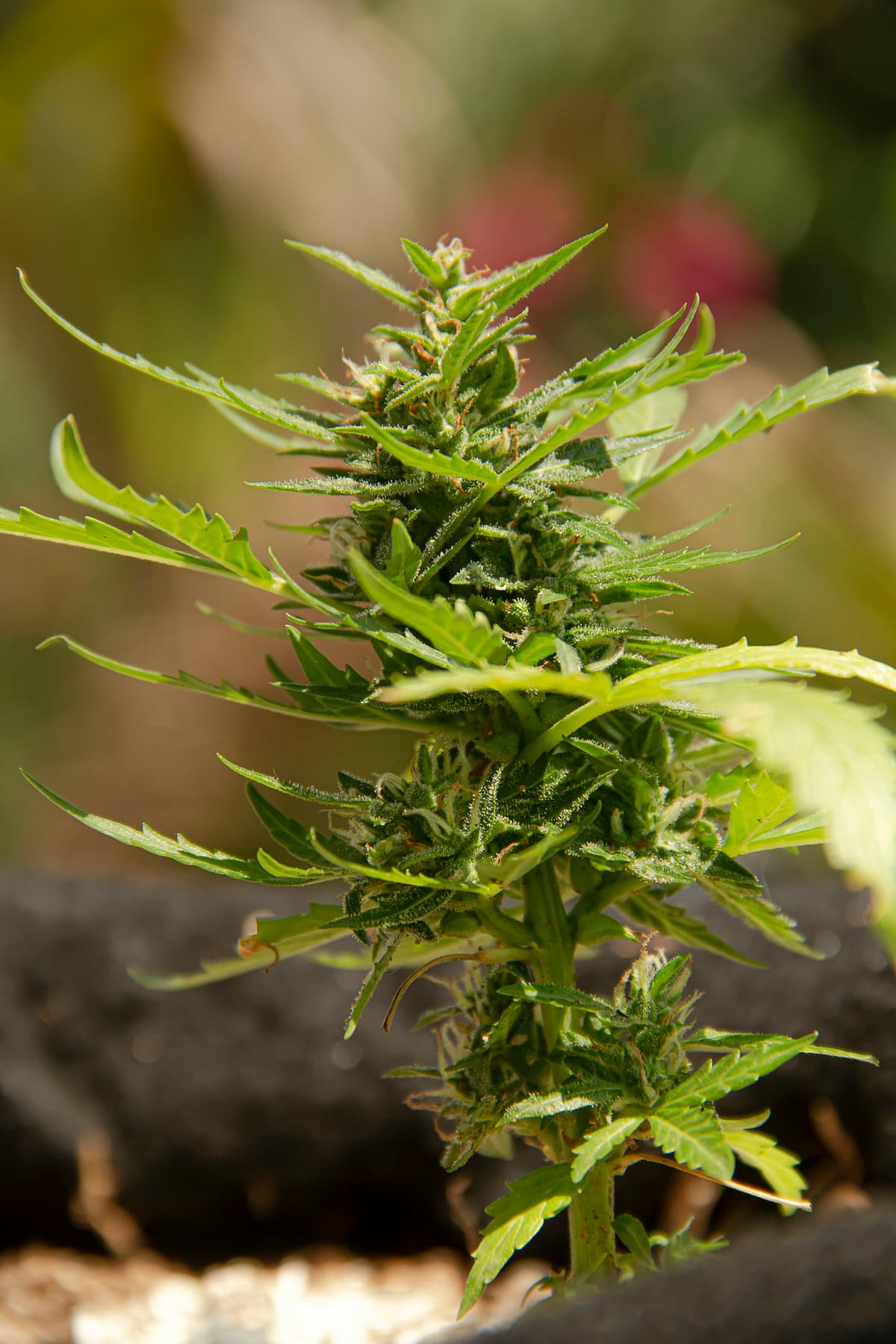 Close-up of cannabis plant leaves representing controlled cannabis and high-THC products regulation